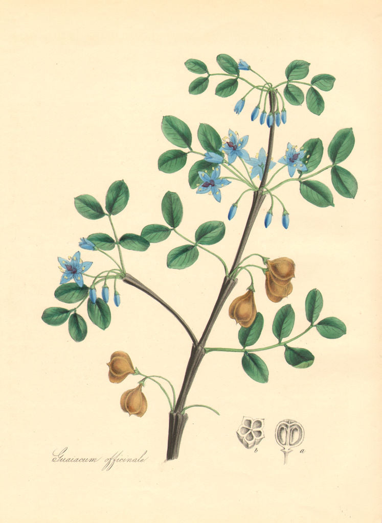 PLANTAE UTILIORES. Officinal Guaiacum or Lignum Vitae (officinale). BURNETT 1842